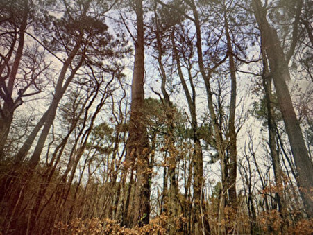 vente terrain Châtellerault