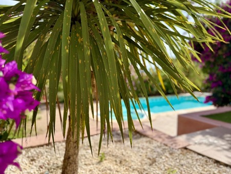 vente maison Leucate