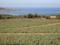 immobilier corbara