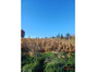 immobilier chalais