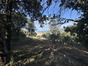 immobilier viggianello