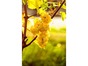 immobilier sauternes
