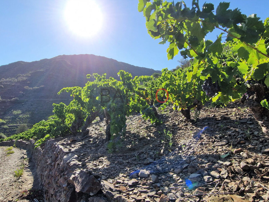 Vente Terrain Collioure  197 000 €