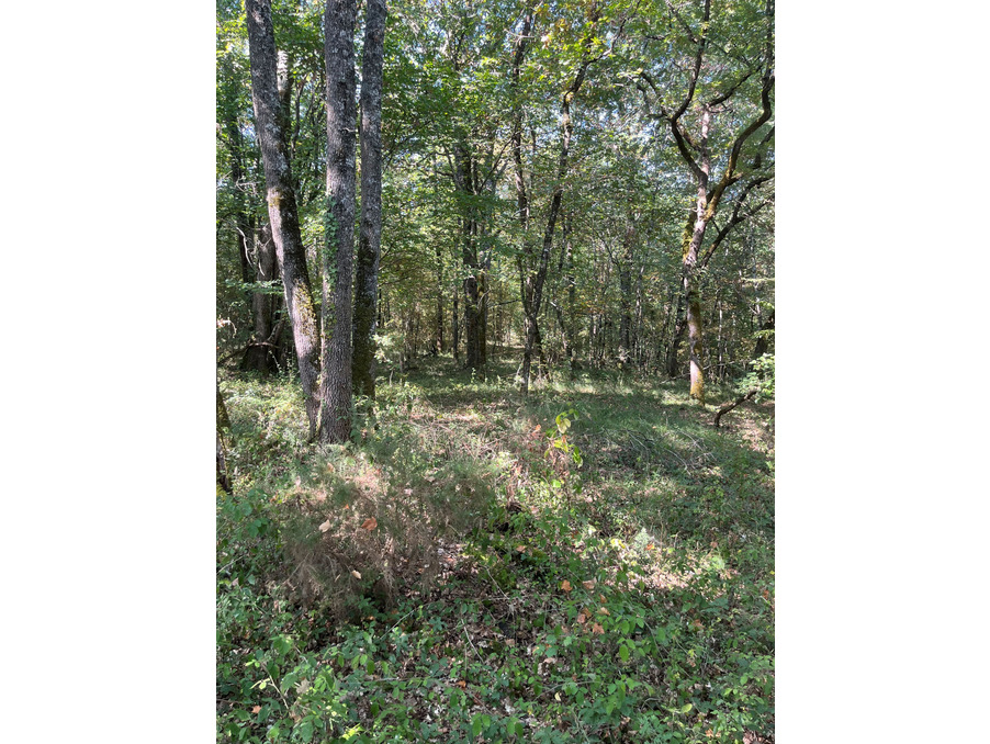 Vente Terrain Pujols 14 000 €
