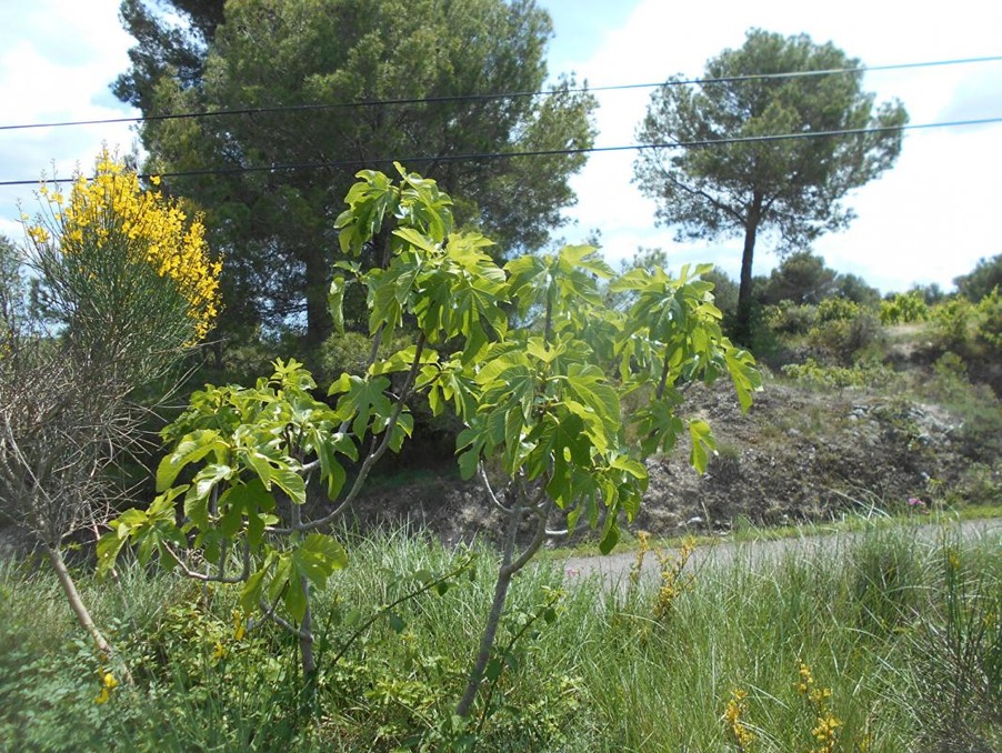 Vente Terrain Saint-Pons-de-Mauchiens 13 500 €