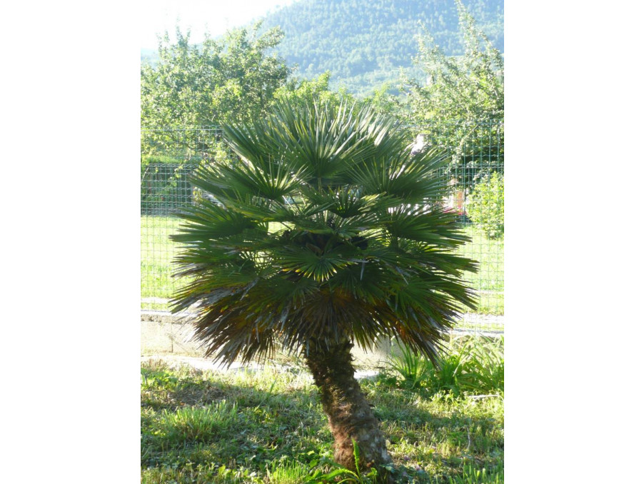 Vente Terrain SOSPEL 40 250 €