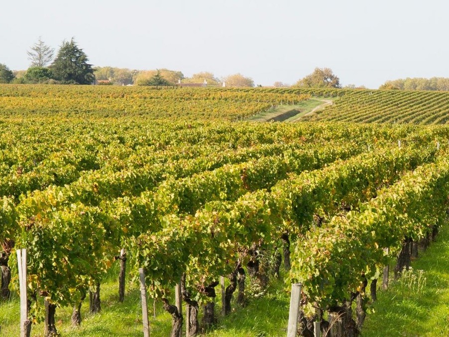 Vente Autre Cissac-Médoc 1 500 000 €