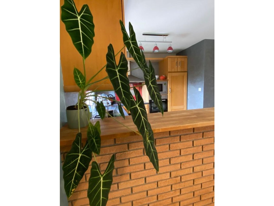 Vente Maison Vannes  795 000 €
