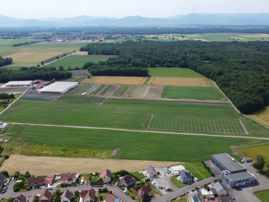 Vente Terrain BINDERNHEIM 73 270 €